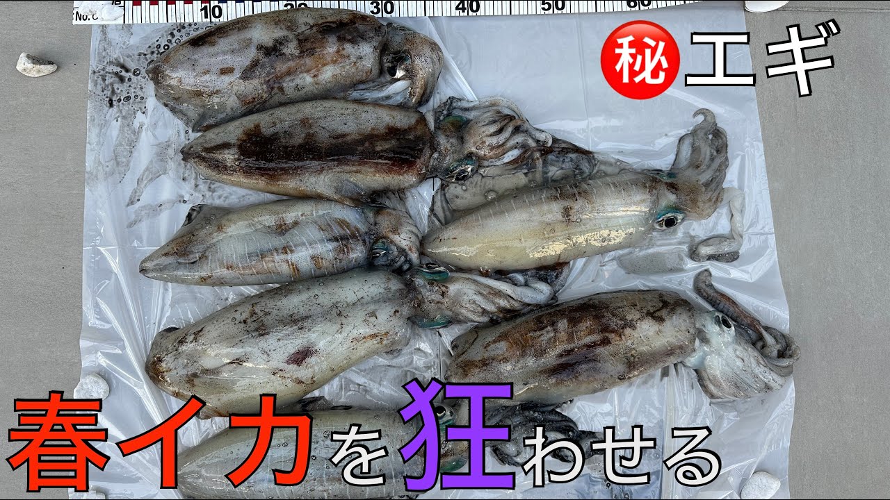 神回] ㊙️エギで春イカ大爆釣！エギ王ムラムラ スクマニを