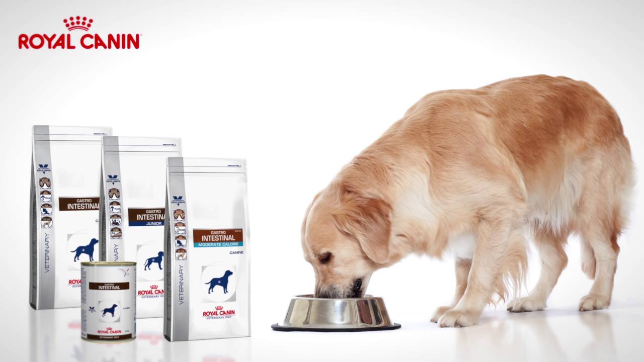 Can Any Dog Eat Royal Canin Gastrointestinal?