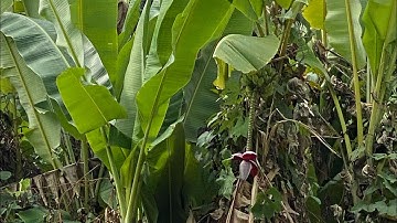 Chuối hột rừng tươi quá rẻ 0965451889& 0989898238