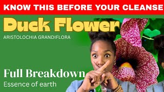 WARNING Before You Try Duck Flower | The Truth About Aristolochic Acid & Dr. Sebi’s Herb