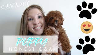 HONEST CAVAPOO Q&A | LUCY ADENEY #cavapoopuppy #puppyq&a #puppyinfo