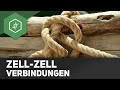 Zell-Zell Verbindungen