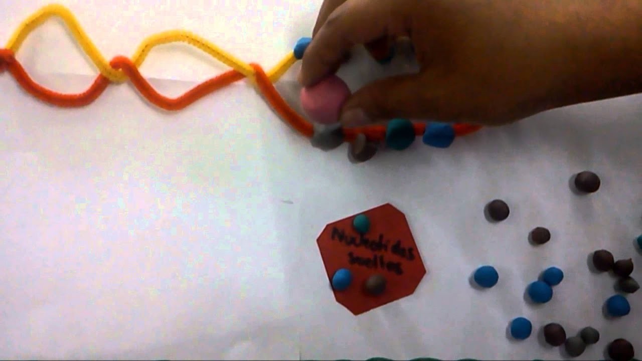cadena de adn con limpiapipas adn replicaci 211 n video casero youtube cadena de adn con limpiapipas adn replicaci 211 n video casero youtube