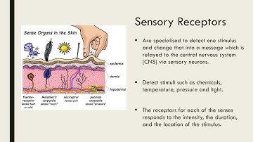 Stimulus-Response Model