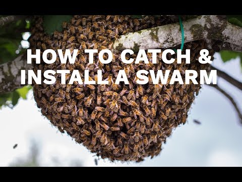 Video: How To Catch A Bee Swarm