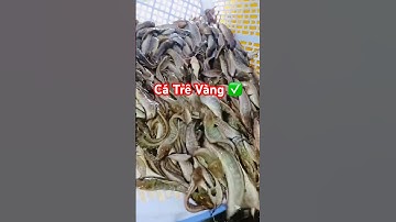 ✌️ Trê Vàng Rặc giống đi Cần Thơ, Vĩnh Long (#cagiong Đồng Tháp) 0969994966 #giathuysan #catrevang