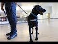 Meet K9 Tilly, the Vapor Wake dog