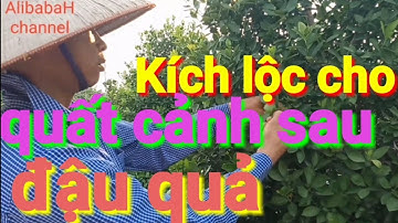 Biện pháp kích quất cảnh ra lộc tháng 8, chăm sóc quất cảnh, quất tết sau khi đậu quả