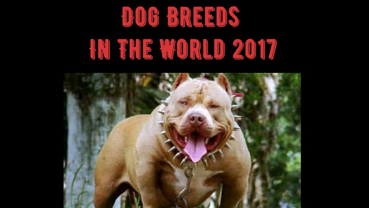 top 30 most dangerous dogs