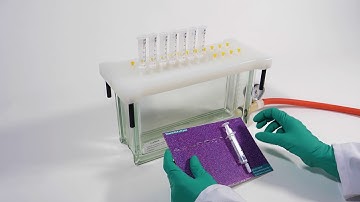 Belyntic PEC Explanation Video