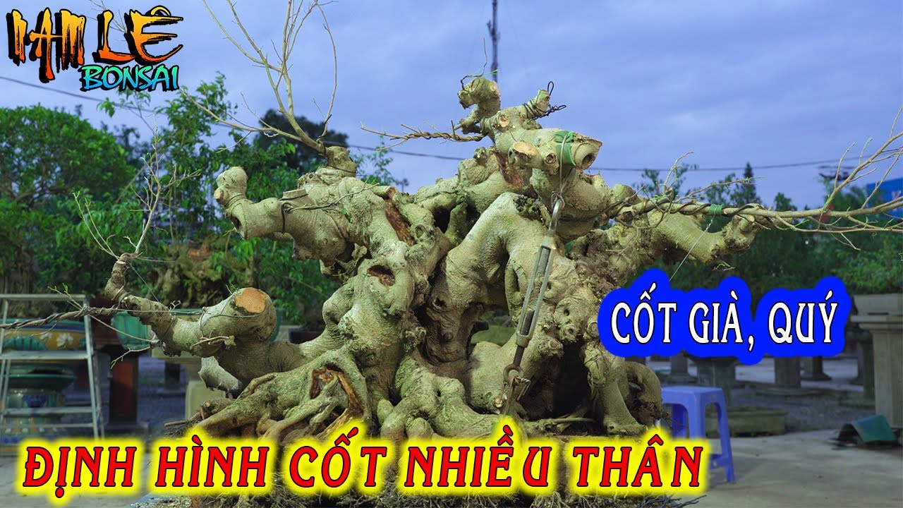 Nam Lê định hình cốt đa thân rất già, đường chạy hút hồn có tiềm năng giúp a Dũng Sắt | NamLe Bonsai
