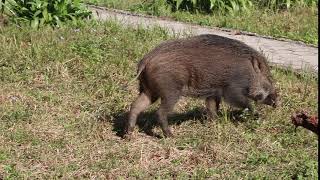 Wild boar