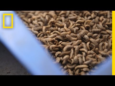 Gross or Brilliant? Using Bugs to Feed the Animals We Eat | National Geographic