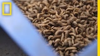 Gross or Brilliant? Using Bugs to Feed the Animals We Eat | National Geographic