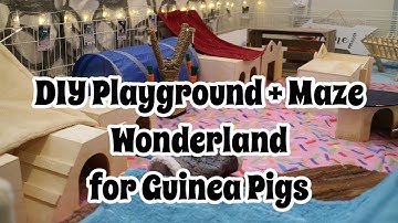 DIY Playground & Maze Wonderland for Guinea Pigs