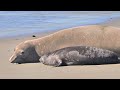 Elephant Seals at San Simeon, Central California Coast