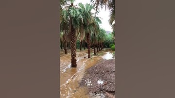 إن الله وملائكته يصلون على النبي   بصوت القارئ فضل فيصل