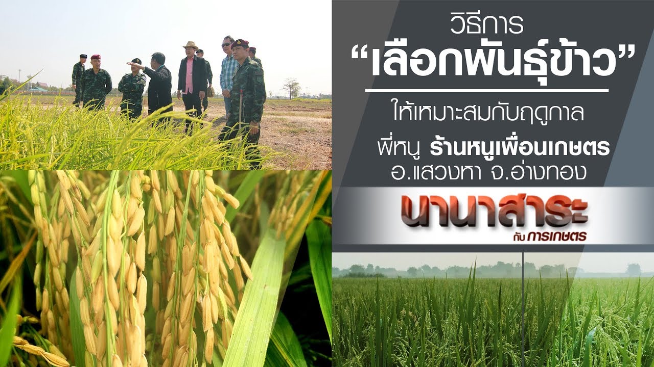 พันธุ์ ข้าว ไทย ที่ นิยม  New Update  นานาสาระกับการเกษตร ตอน การเลือกพันธุ์ข้าวให้เหมาะสมกับฤดูกาล