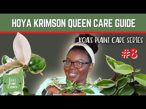 Hoya Royalty! | Hoya Krimson Queen Care Guide