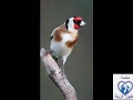 Chant Chardonneret  فيديو لتغريد طائر الحسون (مقننين) رائع