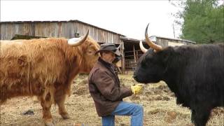 highland coos