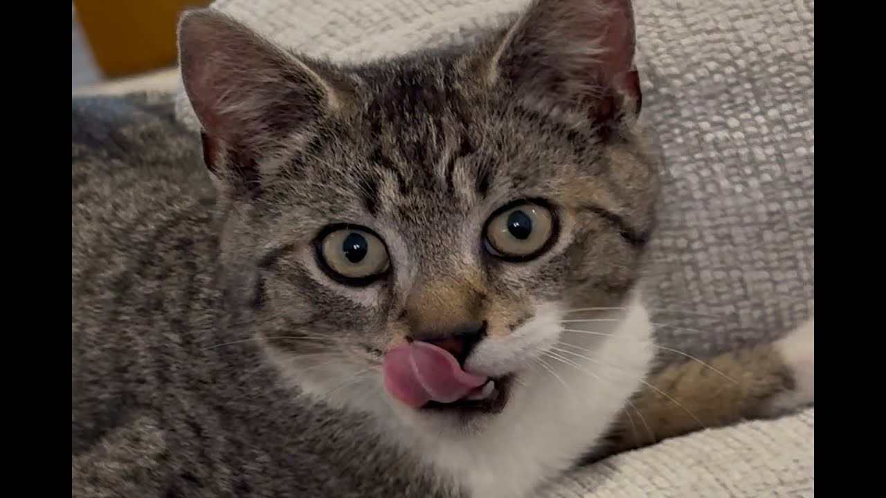 Watch Ron Brunk - Cosmic Cat (Official Music Video) #acousticmusic #cosmicvibes #orchestral #cutecats on YouTube Watch Ron Brunk - Cosmic Cat (Official Music Video) #acousticmusic #cosmicvibes #orchestral #cutecats on YouTube