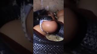 Snake Eats Farmers Eggs! #snake