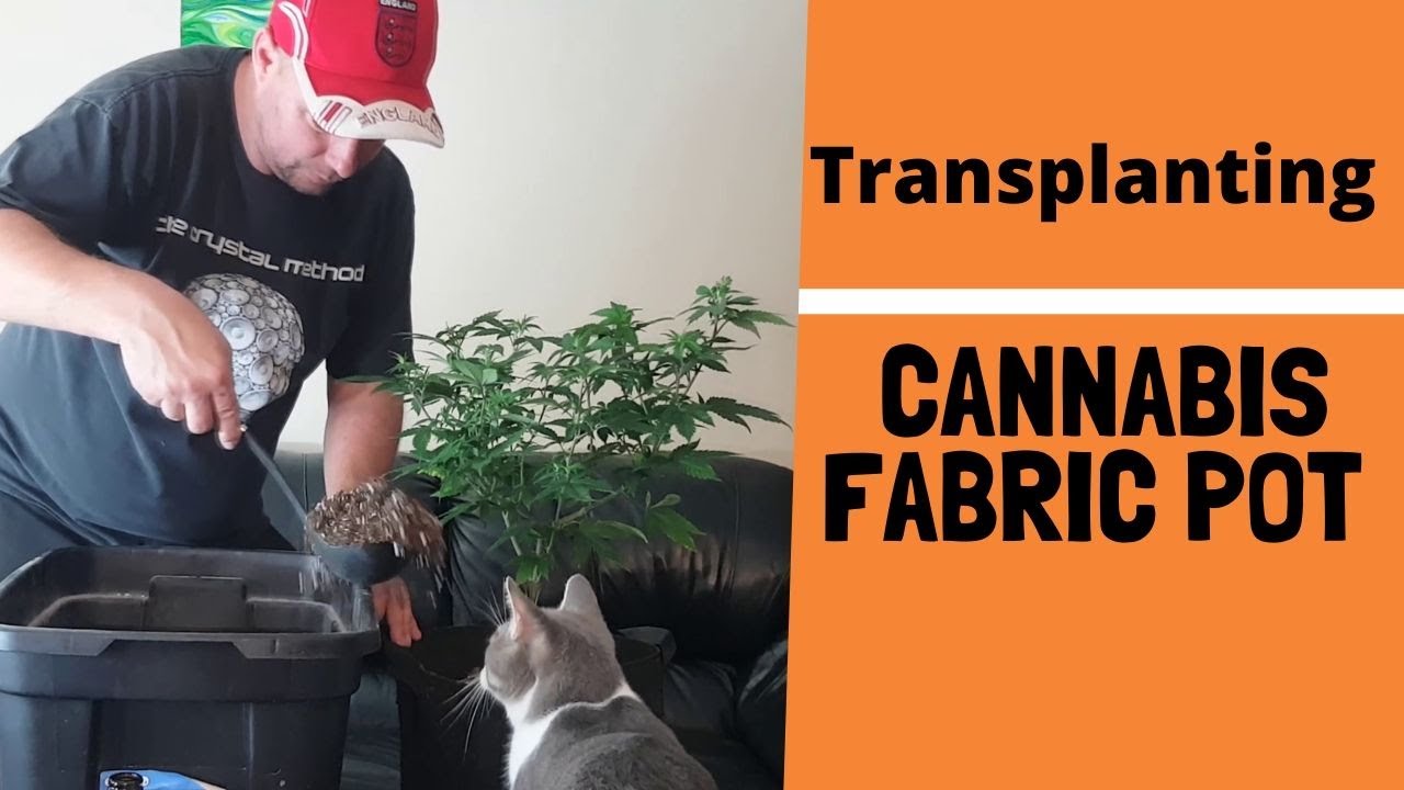 Transplanting Cannabis Fabric Pot