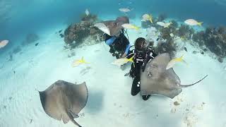 Diving Stingray City, Grand Cayman