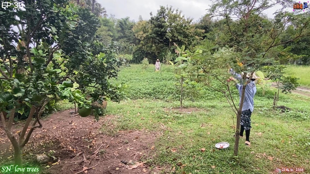 EP39 สวนป่าดอนทราย 39 (ก.ย.68)