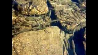 Hungry Fish In Ribno Lake