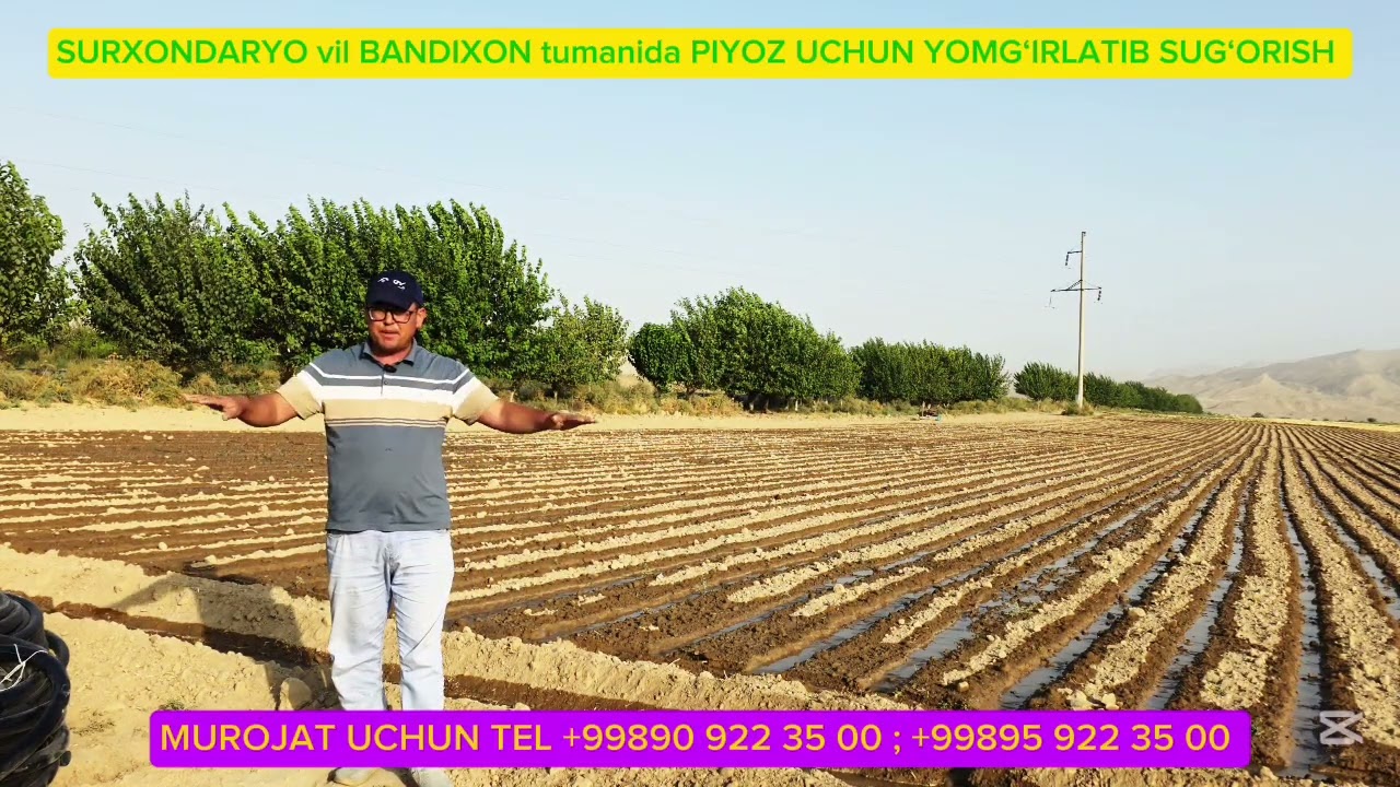 SURXONDARYO VIL BANDIXON TUM PIYOZ UCHUN YOMG‘IRLATIB SUG‘ORISH. #piyoz #yomgirlatib #sugorish 