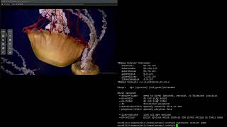 Kiosk with minimal GNOME UI Video Playback (Loop)