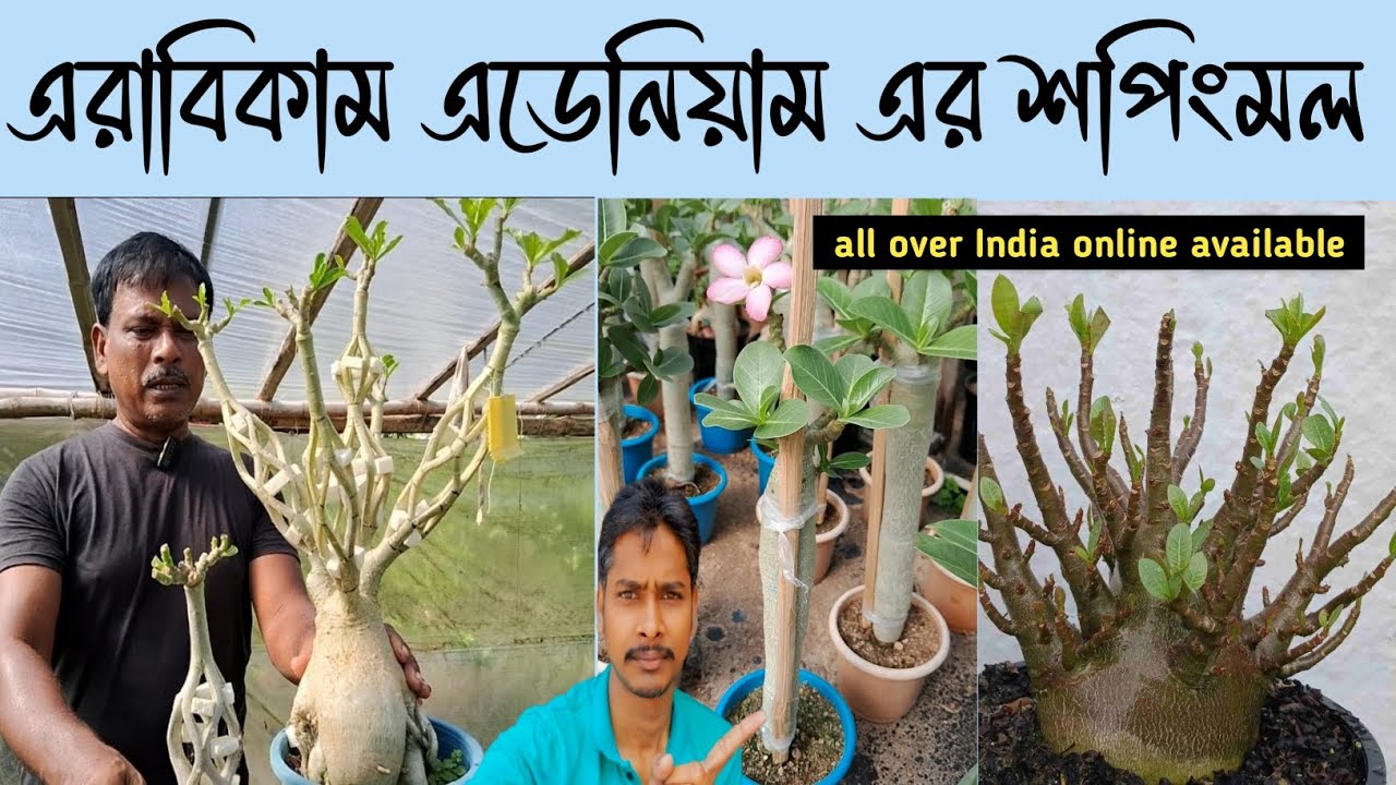 এরাবিকাম এডেনিয়াম এর শপিংমল এখন দুর্গা নার্সারি ফতেপুরে,📱9732723195