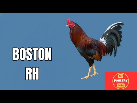 Edwin Crisostomo | Martin Escolin | Fiestag