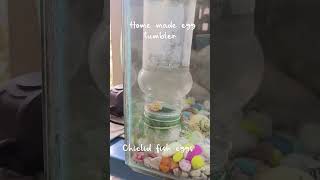 home made egg tumbler🔥(egg incubator) and tangerine tiger chiclid fish eggs😍
