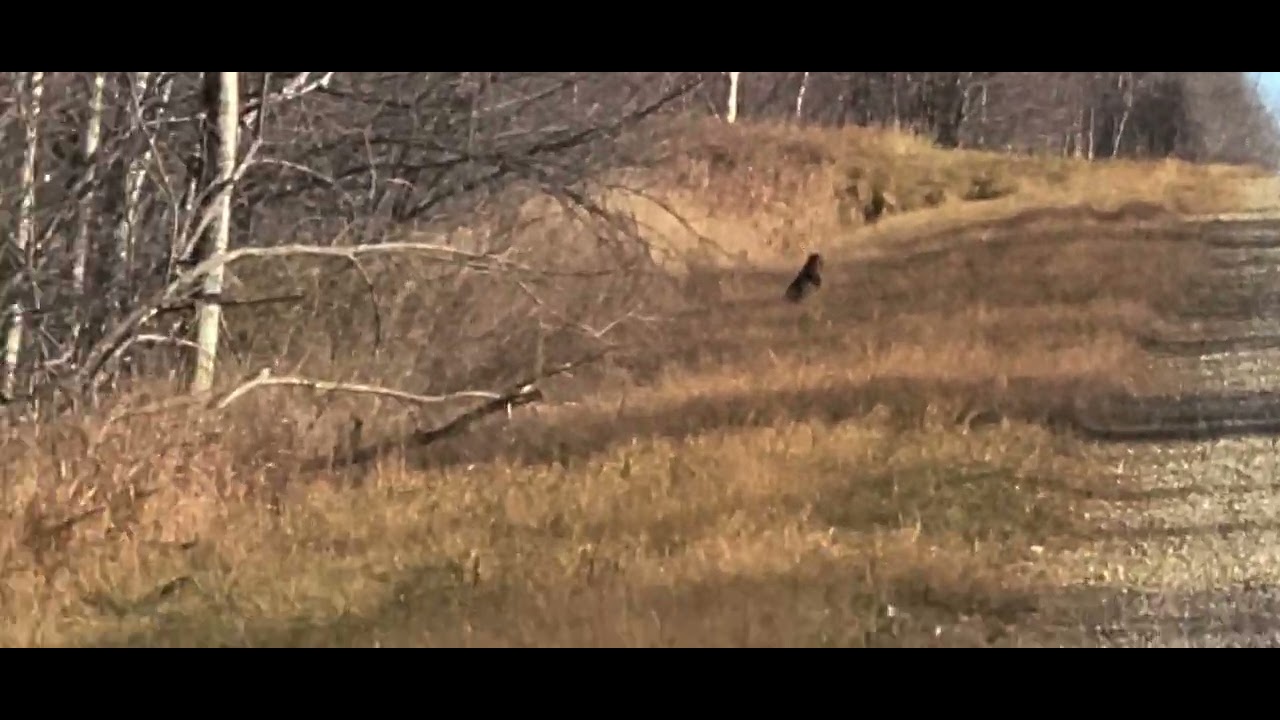 fisher chasing a rabbit (1) - YouTube