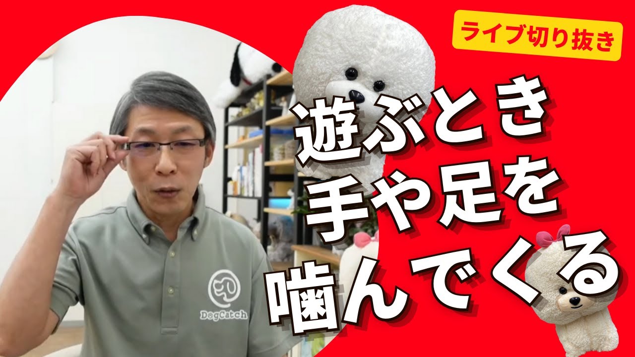 犬のしつけ】遊ぶときに手や足を狙って噛んでくる…【悩み相談ライブ