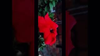 Cinematic Plant Edit..