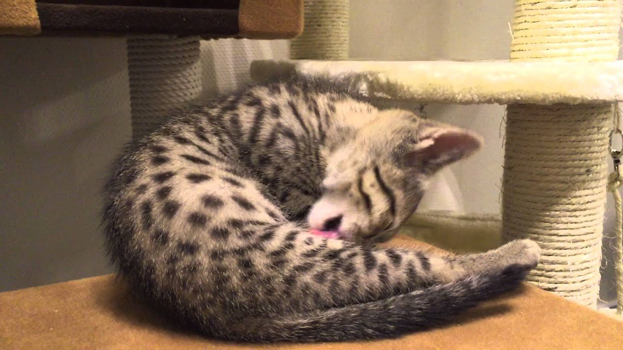 子猫二匹のキャットタワー攻防戦 エジプシャンマウ Youtube 子猫二匹のキャットタワー攻防戦 エジプシャンマウ Youtube