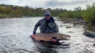 Fly fishing in Norway. Probably the biggest salmon caught in 2022?