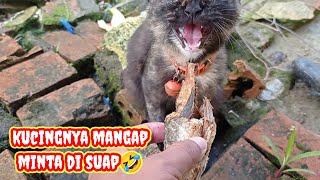 gak punya kucing tapi seperti punya kucing by CAT FAMILY 91 views 3 weeks ago 1 minute, 21 seconds