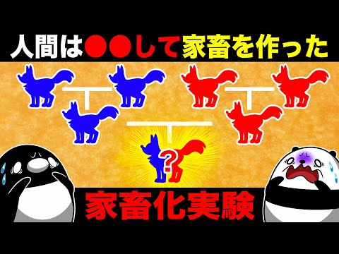 【おーちゃんねるコラボ】人工的に家畜を作った「家畜化実験」とは【アニメ】