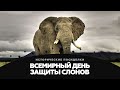 Всемирный день защиты слонов - Исторические посиделки