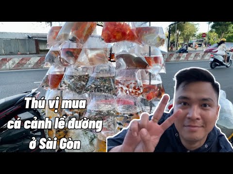 bán cá cảnh đà nẵng New Update Xe bán cá kiểng lề đường có những loại cá gì ?