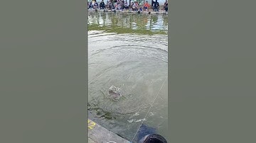 Strike Tombro super duper besar Joss #shorts #fishing #viral #videos #ikan #mancing