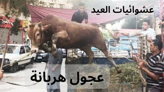 عجول هربانة ... عشوائيات العيد