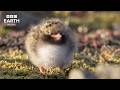 Peaceful Nature Through The Seasons | A Wildlife &amp; Landscape Ambience | BBC Earth Relax