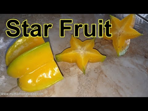 فيديو: العناية بشجرة Starfruit بوعاء - نصائح لزراعة Starfruit في حاويات