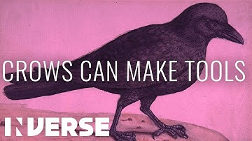 Crows Are So Smart They Can Make Tools | Inverse